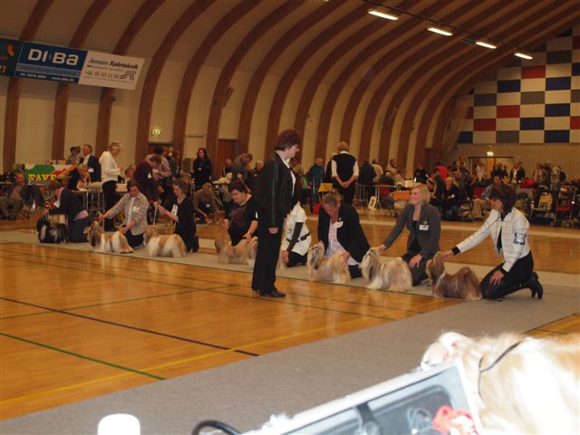 Shih Tzu Danmark